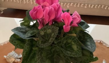 Çiçek İçin Arif Öztürk Beye Teşekkürler