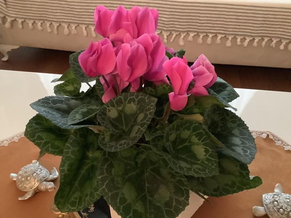 Çiçek İçin Arif Öztürk Beye Teşekkürler