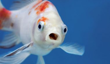 Balıkların Dünyası