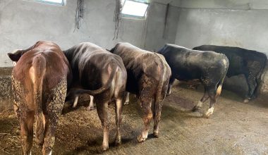 Kurban Kesiminin Doğru Adresi; Kocaali Hatunoğulları Çiftliği