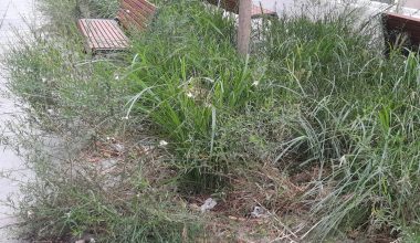 Bakırköy  Meydan Güzel Yapiliyor, Ama Çiçekler’de  Bakırköy’e  yakışan Seçilmeli