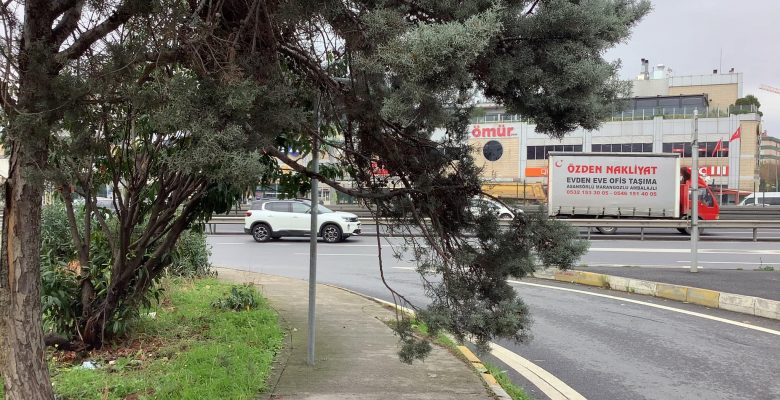 Bakırköy Belediyesi İncir Yolu Üzerindeki Ağaçlara Yayayı Engelliyor?
