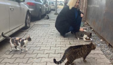 Cevizlik Mahalle Muhtar Adayı Pınar Özok Hayvanlara Karşı Duyarlı Videosu ?