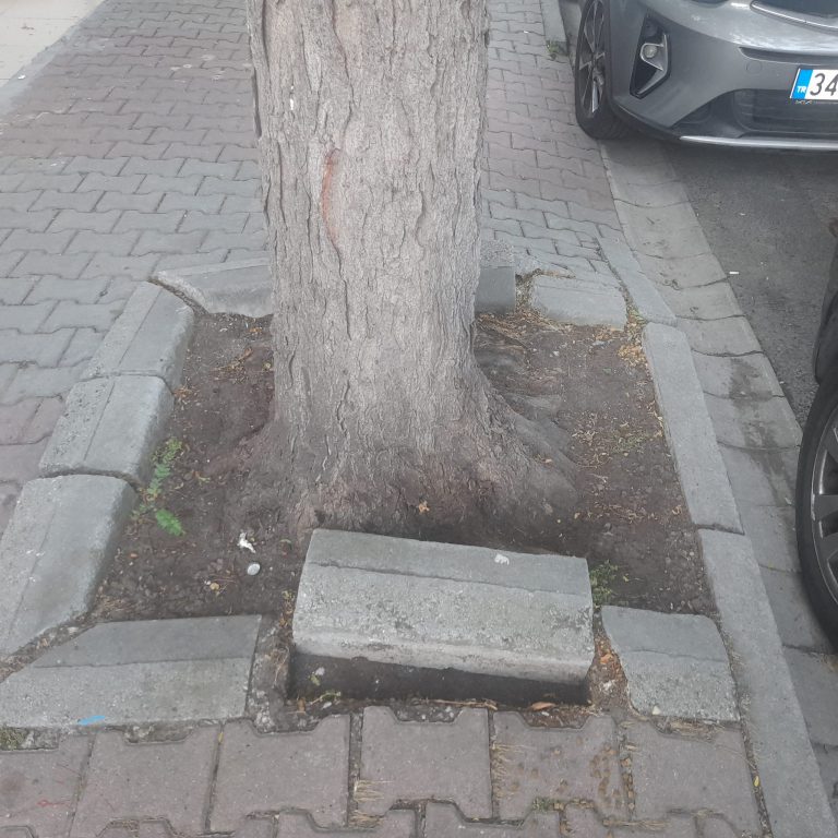 Bakırköy Oksijen Veren Bu Ağaçlara Biz Hiç Bir Şey Yapmıyoruz