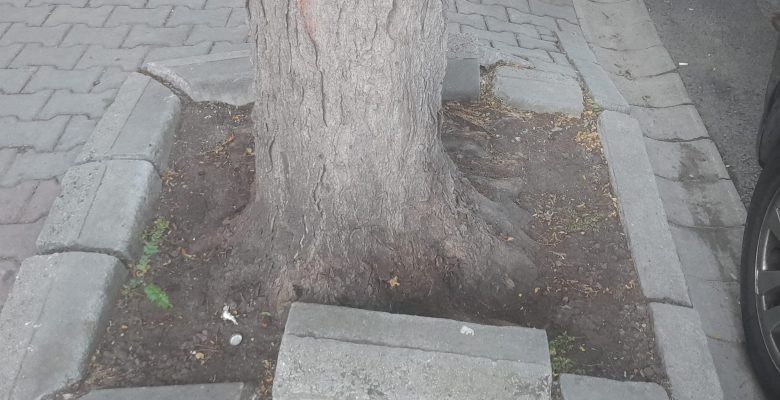 Bakırköy Oksijen Veren Bu Ağaçlara Biz Hiç Bir Şey Yapmıyoruz