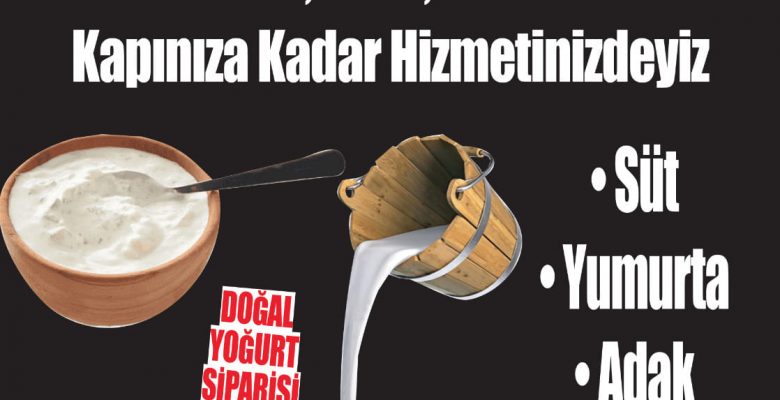 Kocaali’de Günlük Süt Ve Yumurta Ariyanlar