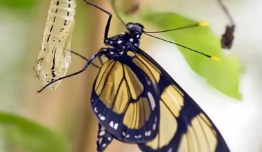 Kelebek Kozasından Nasıl Çıkıyorsa ,İnsan’da Yaşam İçin  Ayakta Durmayı Öğrenmeli ?