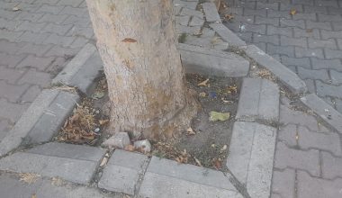 Bakırköy’e Oksijen Veren Bu Ağaçlar  Kaderine Bırakılmış