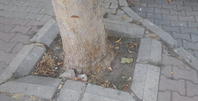 Bakırköy’e Oksijen Veren Bu Ağaçlar  Kaderine Bırakılmış