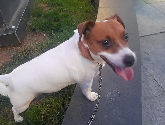 Kocaali’de Veteriner Hekim Buğra Tarafından Junior İsimli Köpek Kısırlaştırıldı.