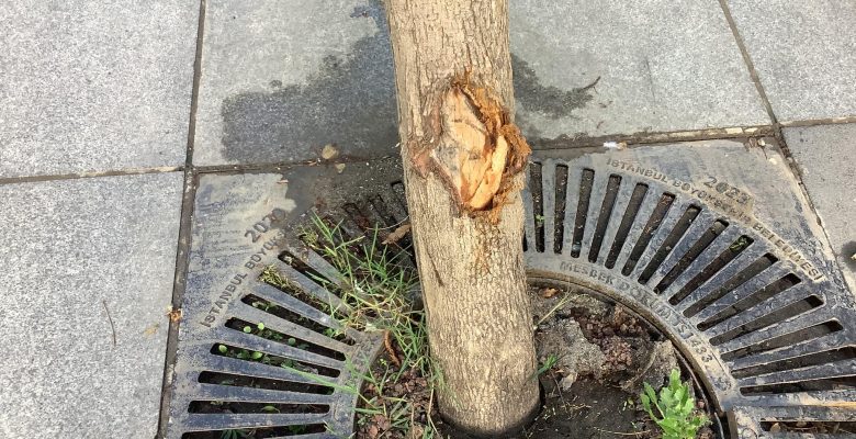 Bakırköy Cumhuriyet Meydan ‘da  Trafiğe Kapalı Yer’de Ağaca Zarar Veren Kim Videosu