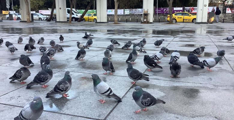 Bakırköy Cumhuriyet Meydanı’nda Kuşlardan Öğretmenler Günü Mesajı