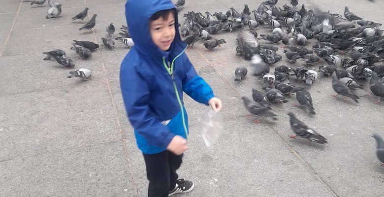 Bakırköy Cumhuriyet Meydanı’nda Kuşlar İçin Özel Bir Alan Oluşturulmalı