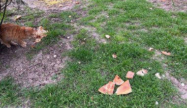 Hayvan severler, Arkada Bıraktığınız Manzarayı Görmek İster misiniz?