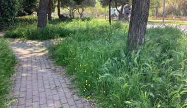 Ataköy’deki Ağaçlar ve Yaya Yolları Bakımsız Kalmış Durumda