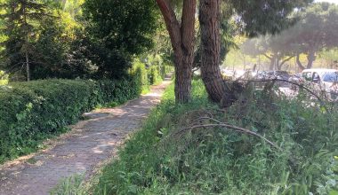 Bakırköy Belediye Başkanı’na Soruyoruz: Parklardaki Yabani Otların ve Ataköy’deki Yaya Yollarındaki Bakımsızlık Ne Zaman Giderilecek?