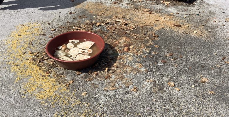 İncirli Büfe Önüne  Ekmek Yere Atılarak Hayvanseverlik Olmaz!