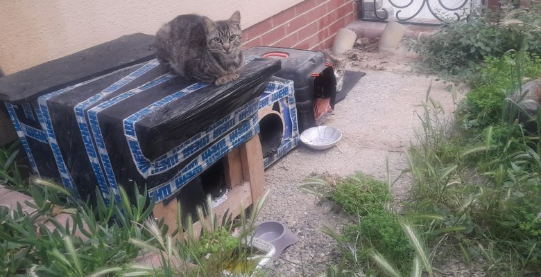 Kediler İçin Bıraktığınız Yemekler Mikrop Üretiyor!