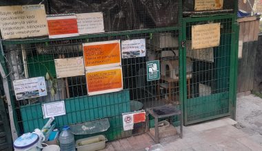 Bakırköy Belediyesi ve Bakırköy Kedi Sevenlere Çağrımızdır