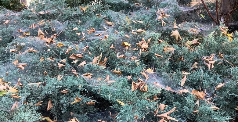 Bakırköy Millet Parkı’ndaki Ağaçların Hâli İçler Acısı!