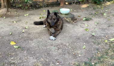 Kartaltepe Millet Parkı’nın Sevimli Bekçisi