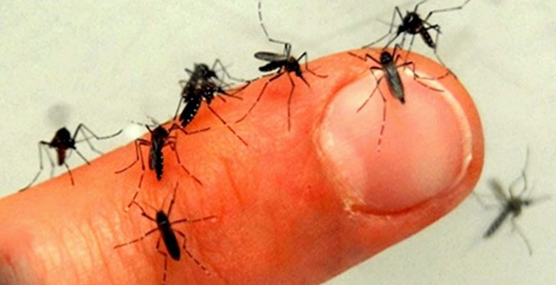 Sivrisinekleri Yakından Tanıyalım