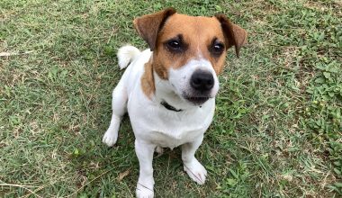 Sabahları Önünüze Bakmazsanız, Köpek Dışkısına Basabilirsiniz!