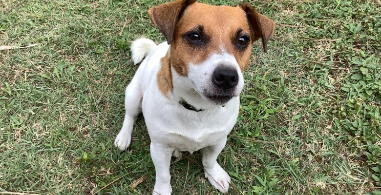 Sabahları Önünüze Bakmazsanız, Köpek Dışkısına Basabilirsiniz!