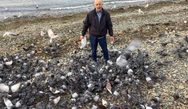 Çınarcık’ta Kuş Sevenlerle Buluştuk