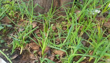 Bakırköy Belediye Başkanım,