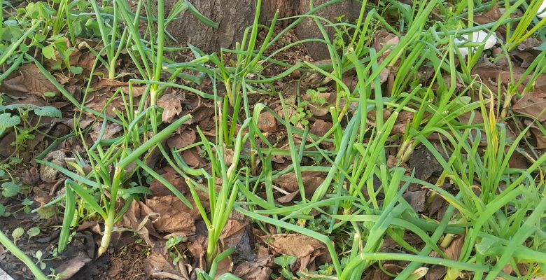 Bakırköy Belediye Başkanım,