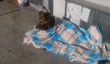 Bakırköy İncirli Caddesi Üzerinde Duyarlılık ve Doğru Hayvan Sevgisi