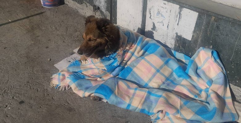 Bakırköy İncirli Caddesi Üzerinde Duyarlılık ve Doğru Hayvan Sevgisi