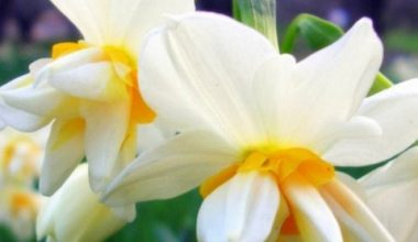 Ölmeyen Umudun Temsilcisi: Nergis Çiçeğini Tanıyalım