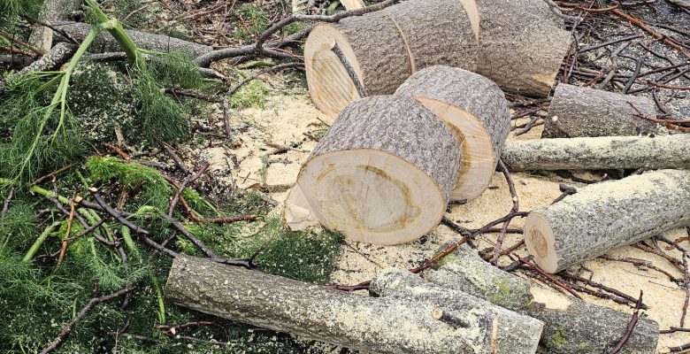Bakırköy Meclis Üyeleri ve Parti Başkanlarına Çağrımızdır: Ataköy’de Ağaçlar Kesiliyor, Neredesiniz?