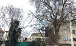 Yeşilköy Demiryolu Caddesi’nde Ağaçlar Kesiliyor, Kimsenin Haberi Yok mu?