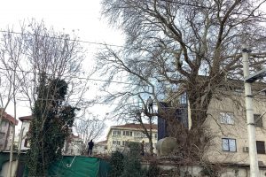 Yeşilköy Demiryolu Caddesi’nde Ağaçlar Kesiliyor, Kimsenin Haberi Yok mu?