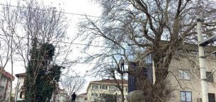 Yeşilköy Demiryolu Caddesi’nde Ağaçlar Kesiliyor, Kimsenin Haberi Yok mu?