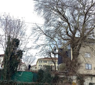 Yeşilköy Demiryolu Caddesi’nde Ağaçlar Kesiliyor, Kimsenin Haberi Yok mu?