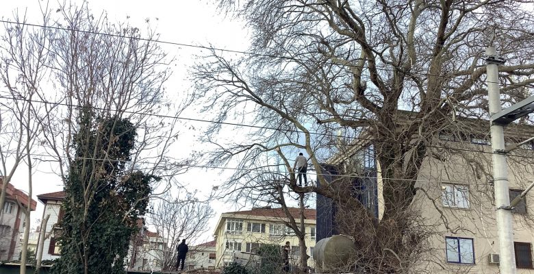 Yeşilköy Demiryolu Caddesi’nde Ağaçlar Kesiliyor, Kimsenin Haberi Yok mu?