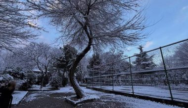 Bakırköy Belediyesi Ağaç Kesmeye Devam Ediyor… Peki Ağaç İçin Ayağa Kalkan CHP’liler Nerede?