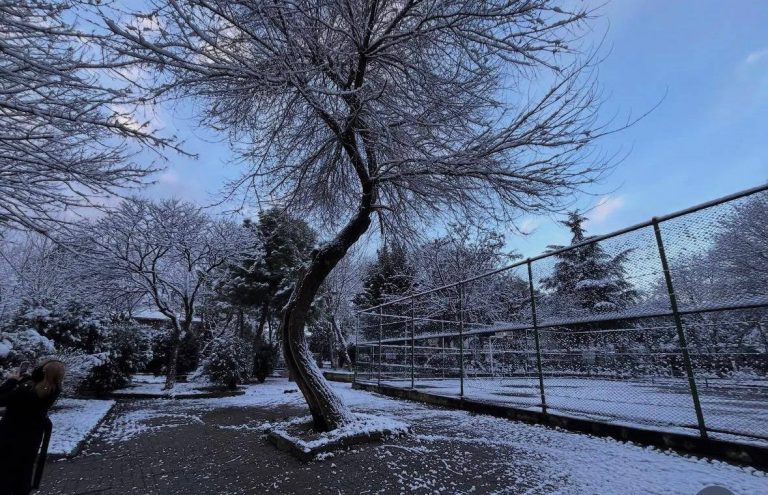 Bakırköy Belediyesi Ağaç Kesmeye Devam Ediyor… Peki Ağaç İçin Ayağa Kalkan CHP’liler Nerede?