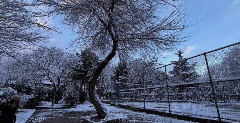 Bakırköy Belediyesi Ağaç Kesmeye Devam Ediyor… Peki Ağaç İçin Ayağa Kalkan CHP’liler Nerede?