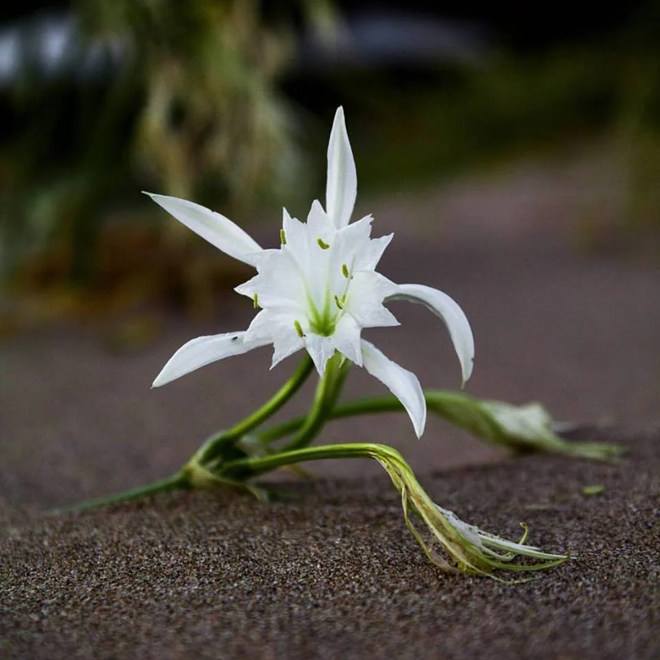Kocaali Sahilinde Kum Zambaklarının Sessiz Mesajı