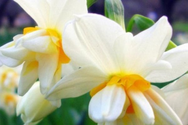 Çiçeklerin Dilini Biliyor musunuz?