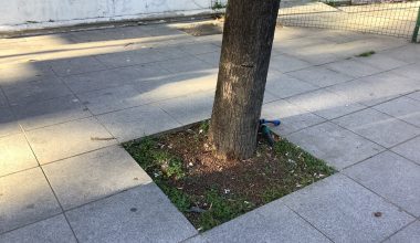 Bakırköy Belediye Başkanımıza Caddelerdeki Ağaçlar İçin Bir Ayna Tutmak İstiyoruz