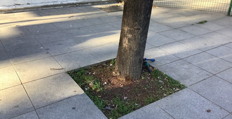 Bakırköy Belediye Başkanımıza Caddelerdeki Ağaçlar İçin Bir Ayna Tutmak İstiyoruz