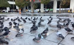 Cumhuriyet Meydanı’ndaki Kuşlar Misafirimizdir – Lütfen Ekmek Vermeyelim