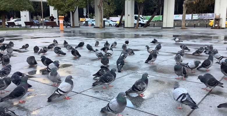 Cumhuriyet Meydanı’ndaki Kuşlar Misafirimizdir – Lütfen Ekmek Vermeyelim