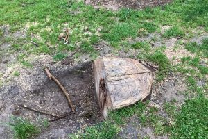 Kartaltepe Millet Parkı’nda Bakırköy Belediyesi Ağaç Kesti mi?